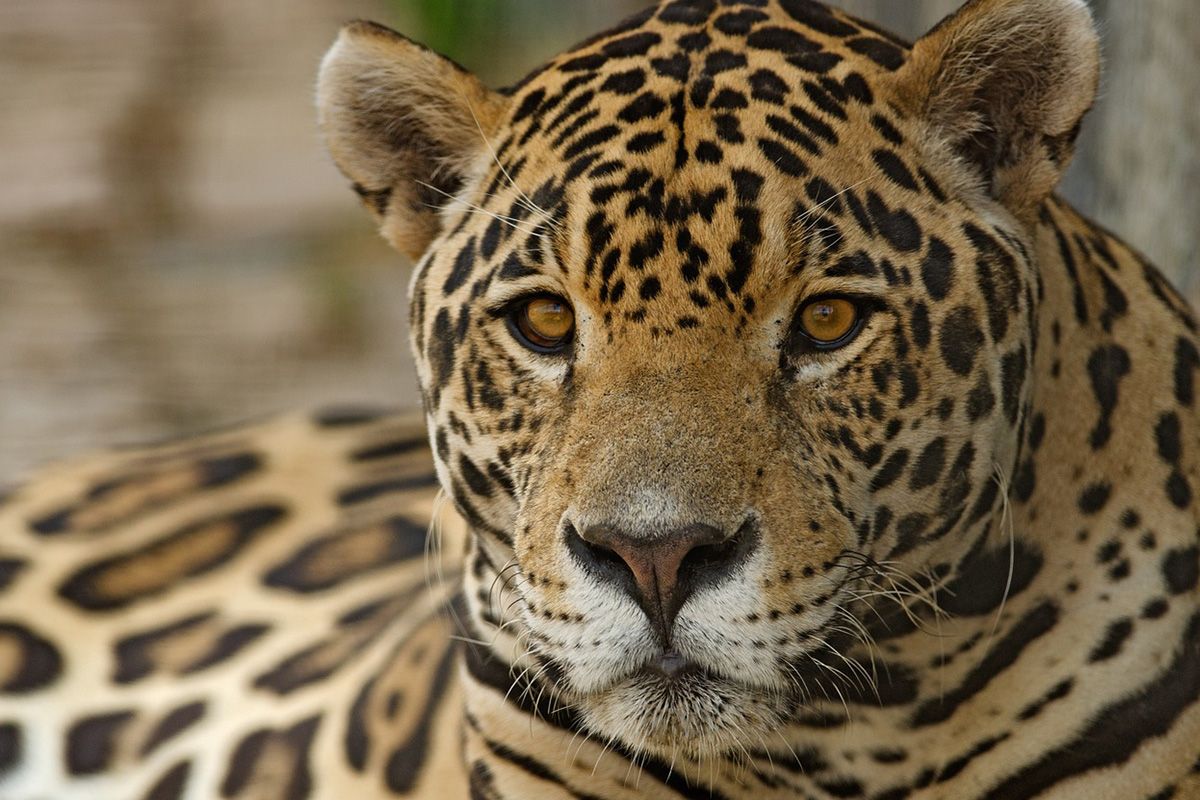 Jaguar