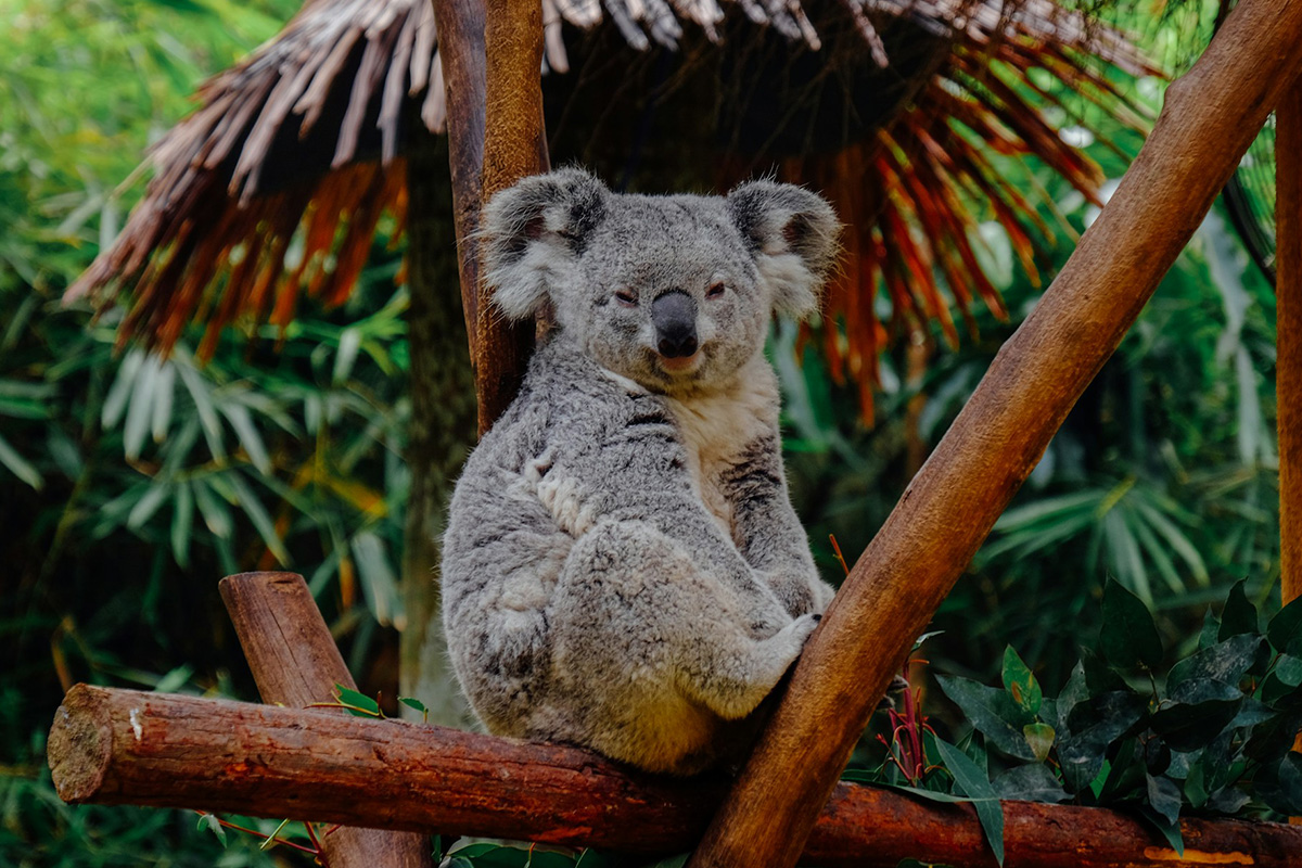 Koala