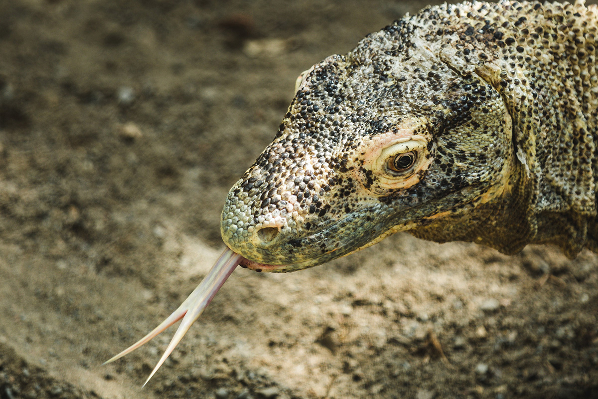 Komodo Dragon