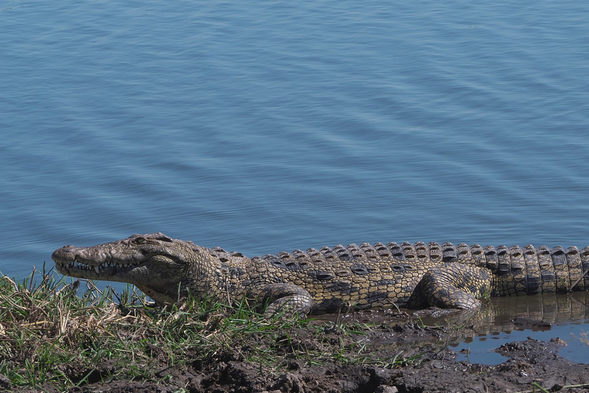 Nile Crocodile