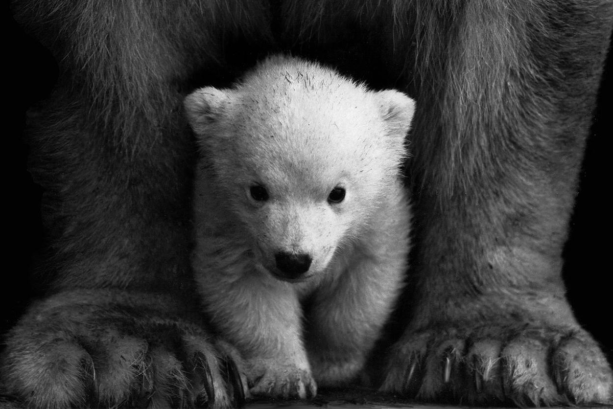 Polar Bear