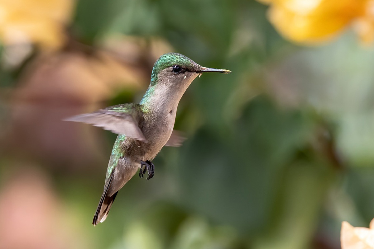 Hummingbird