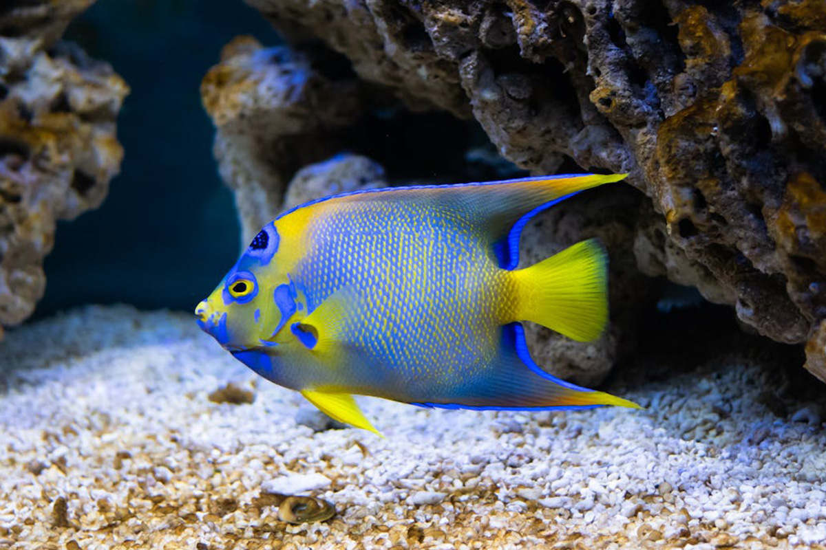 Angelfish