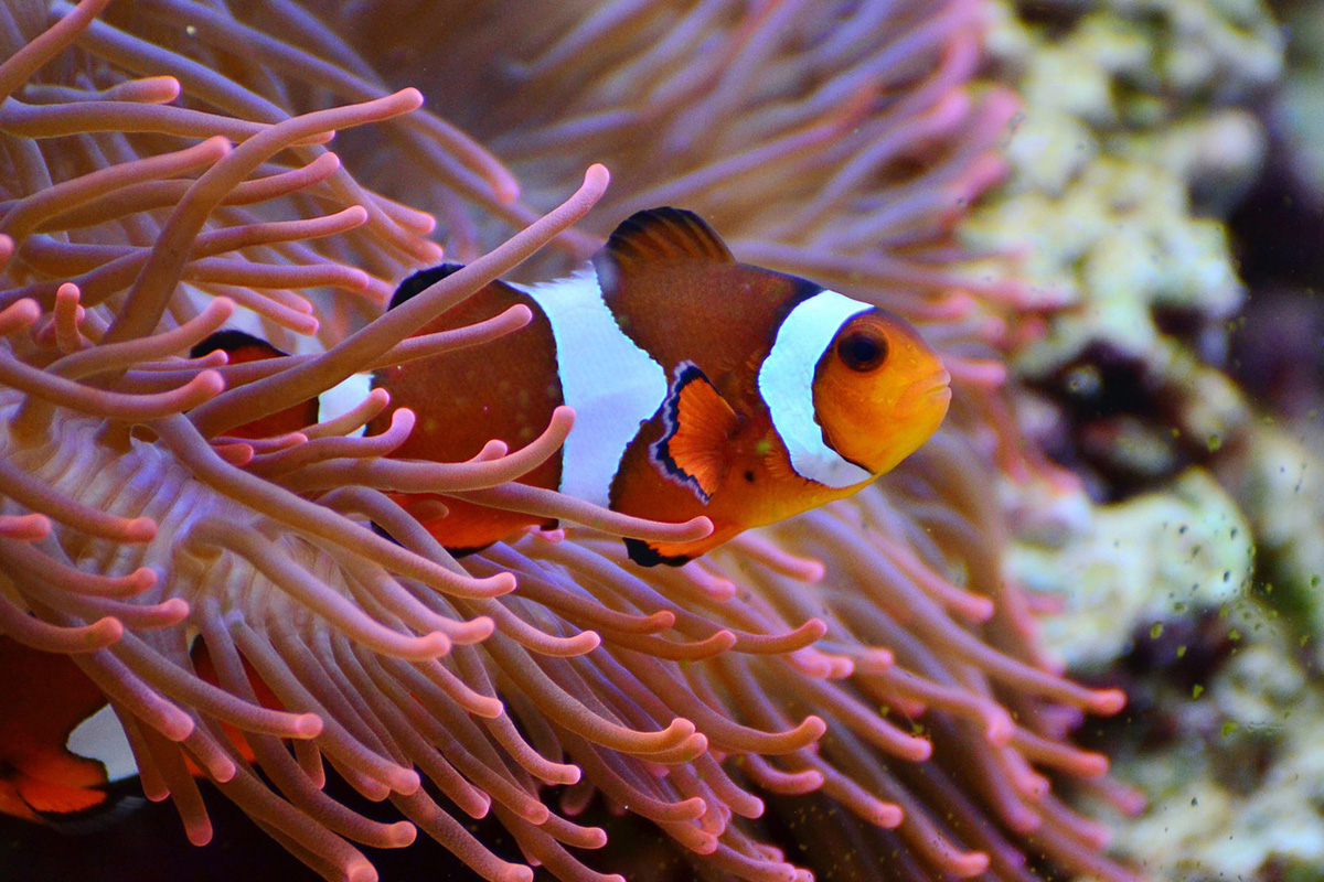 Clownfish