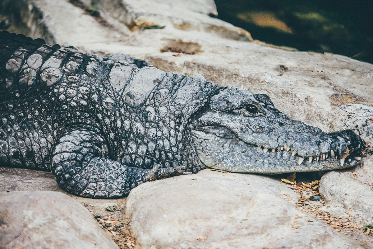 American Alligator