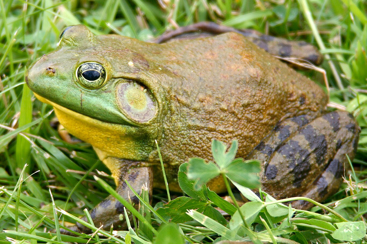 Bullfrog