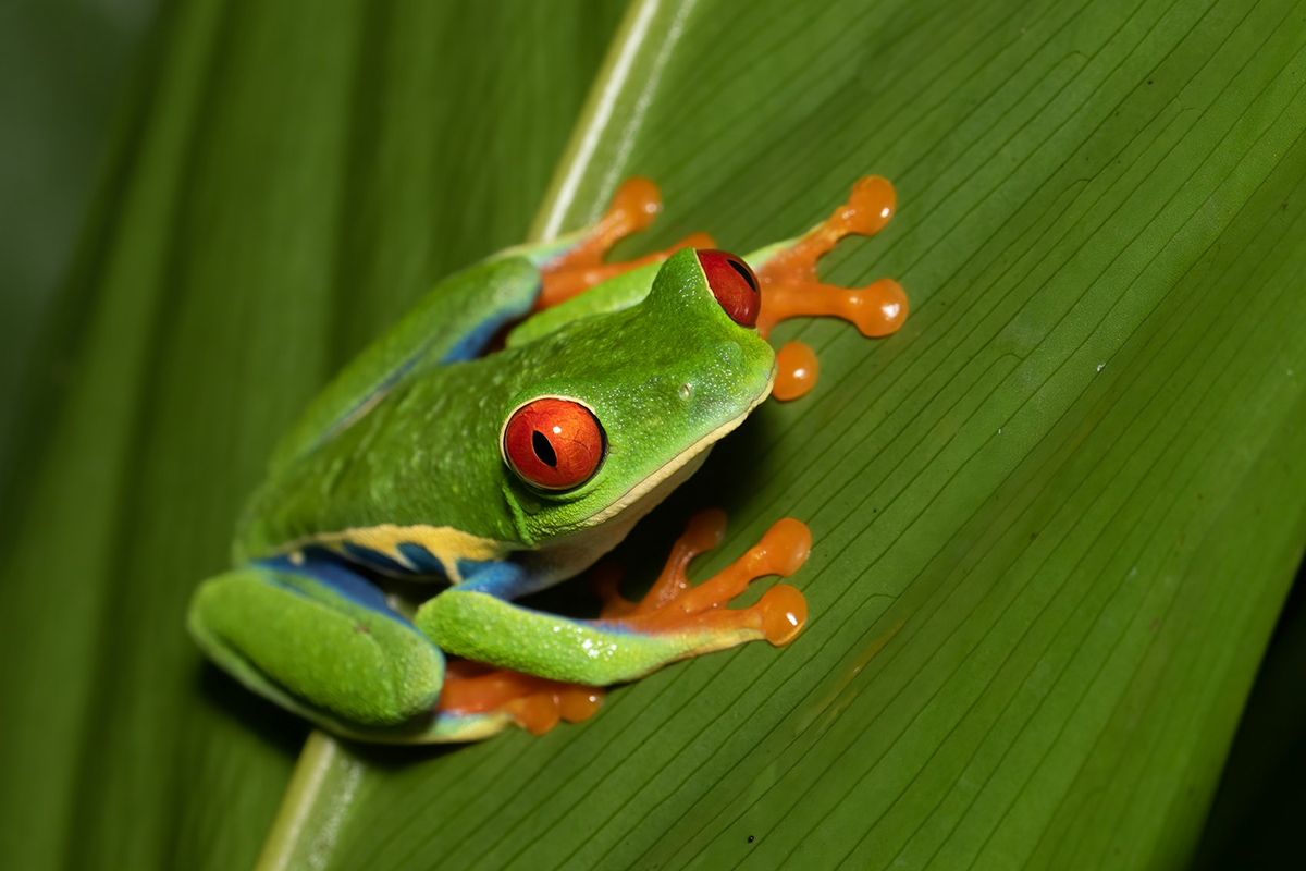 Red-Eyed Tree Frog