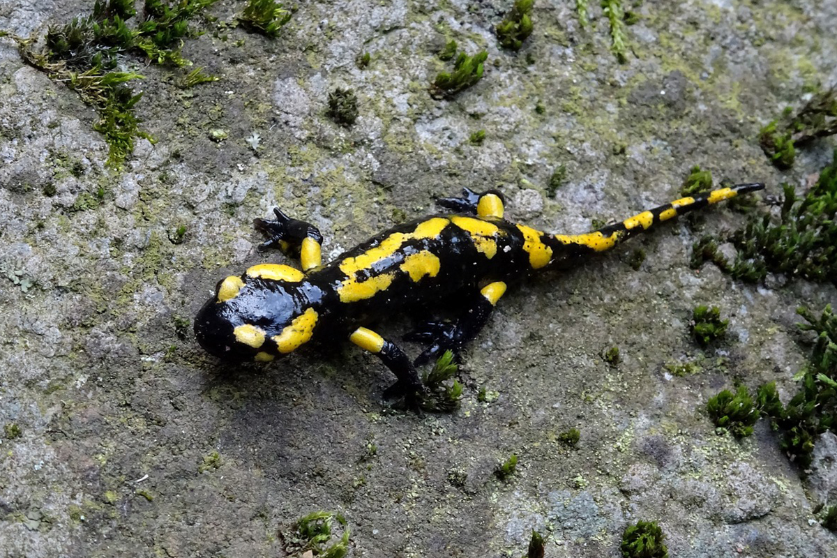 Salamander