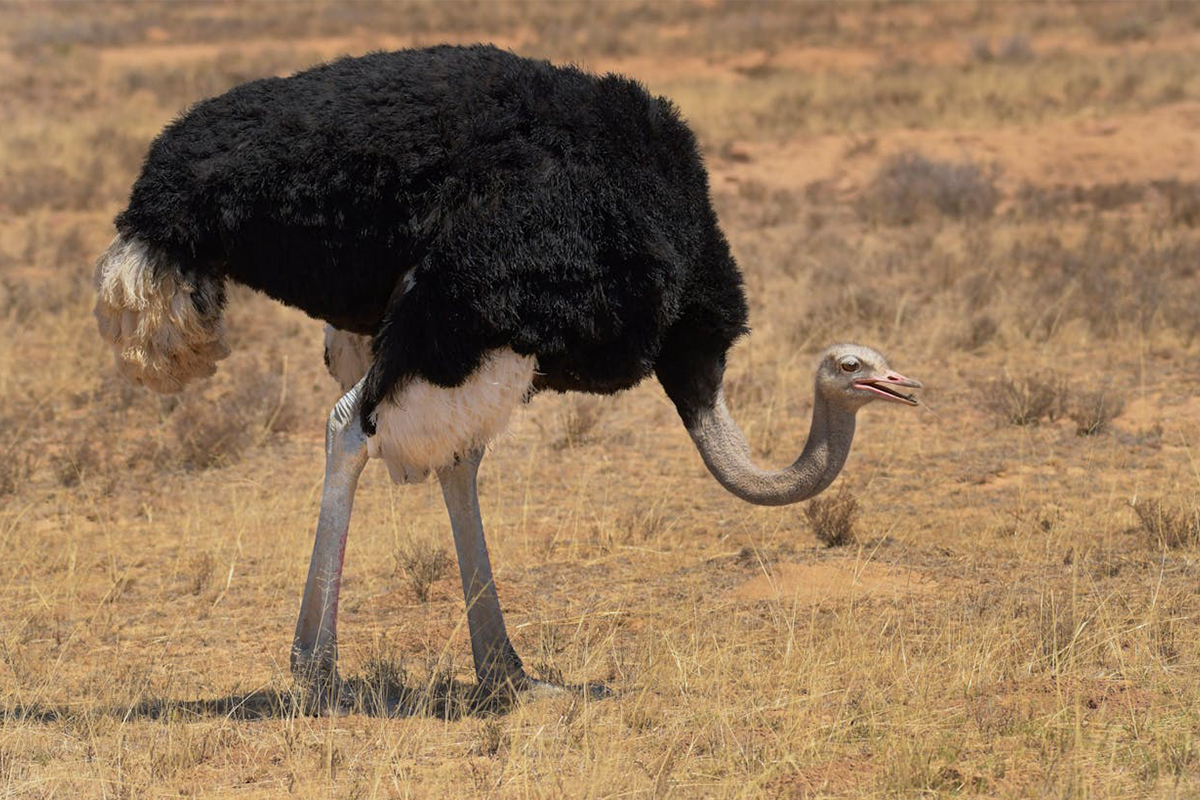 Ostrich