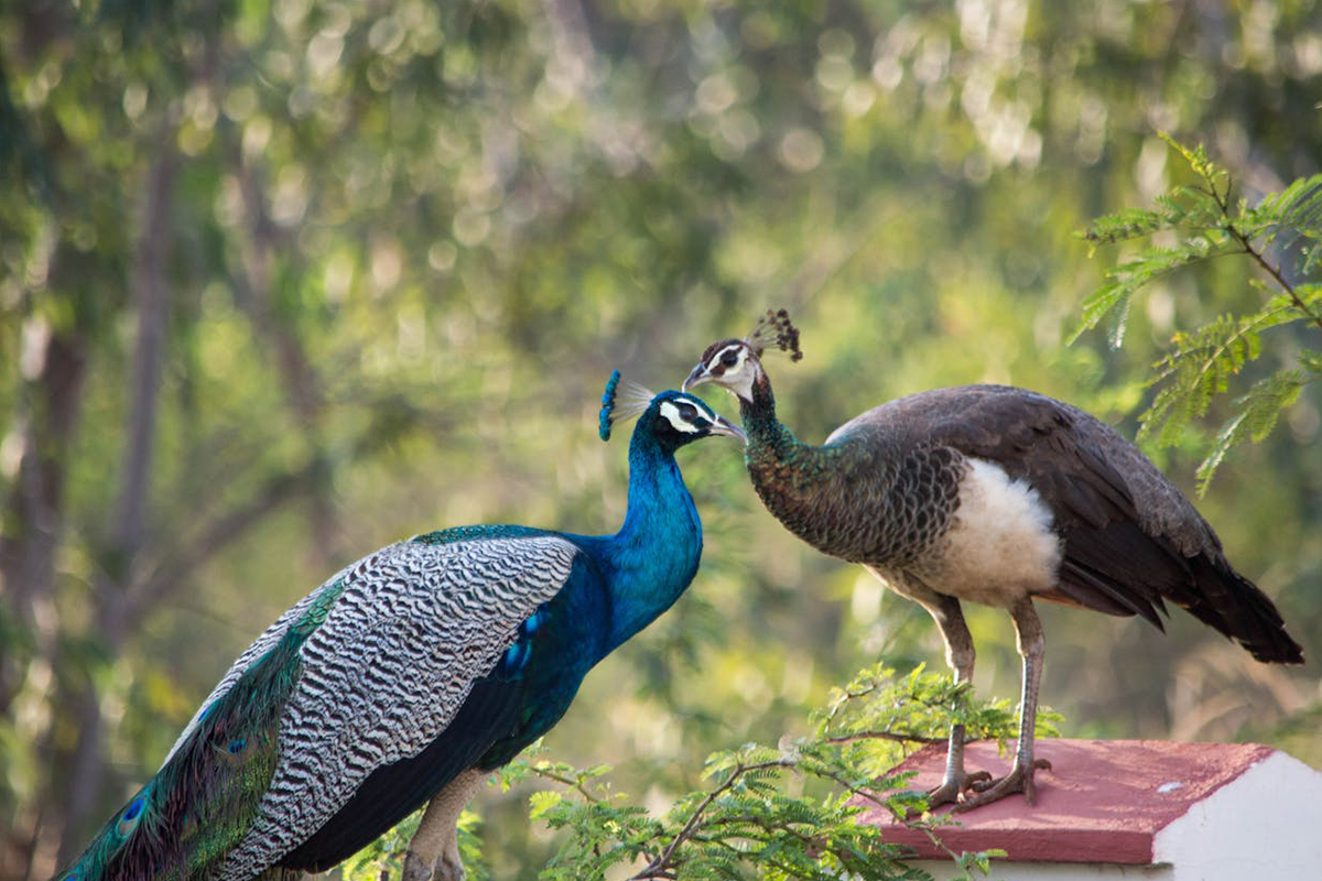 Peacock