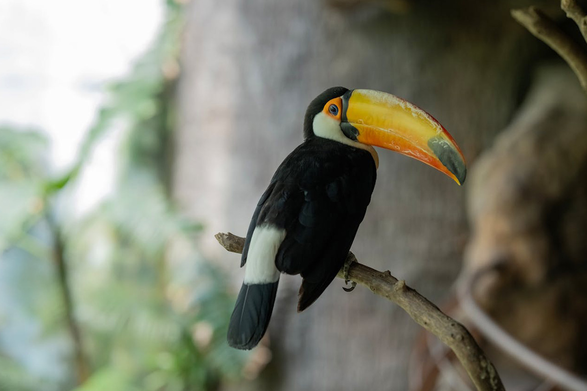 Toucan