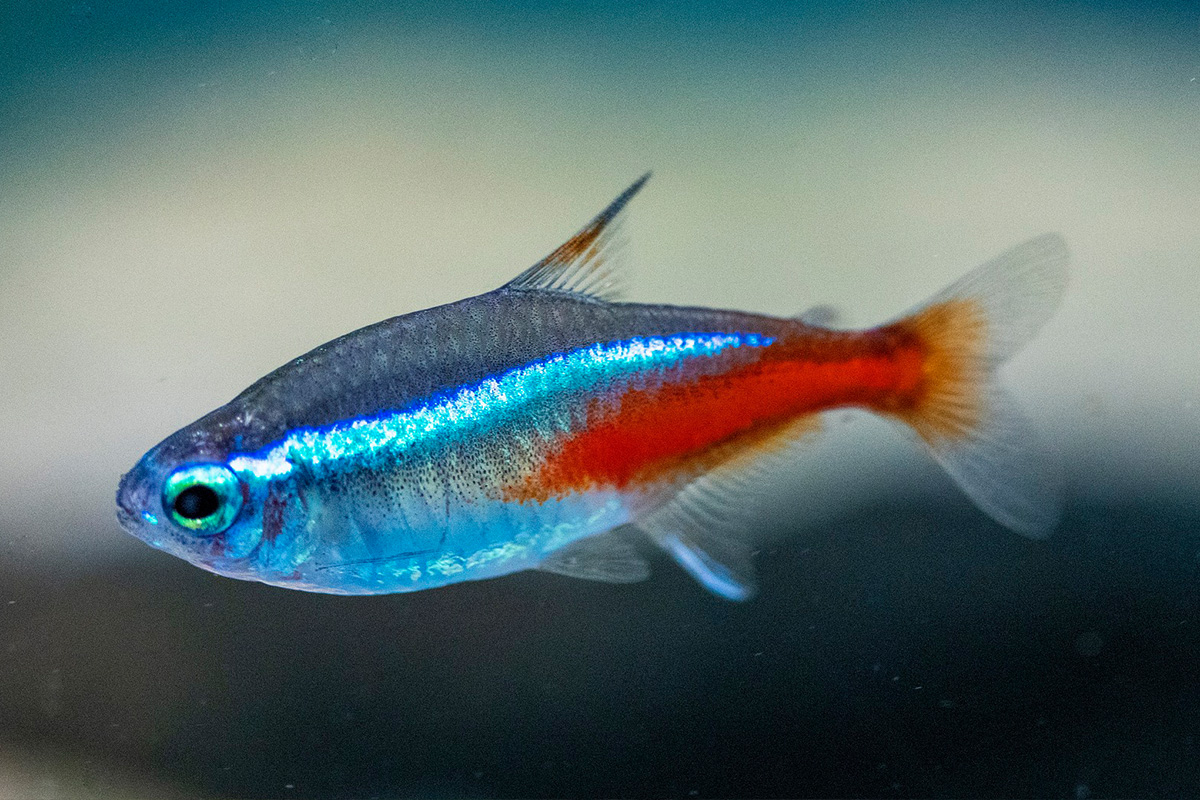 Neon Tetra