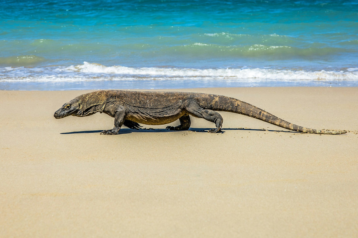 Komodo Dragon