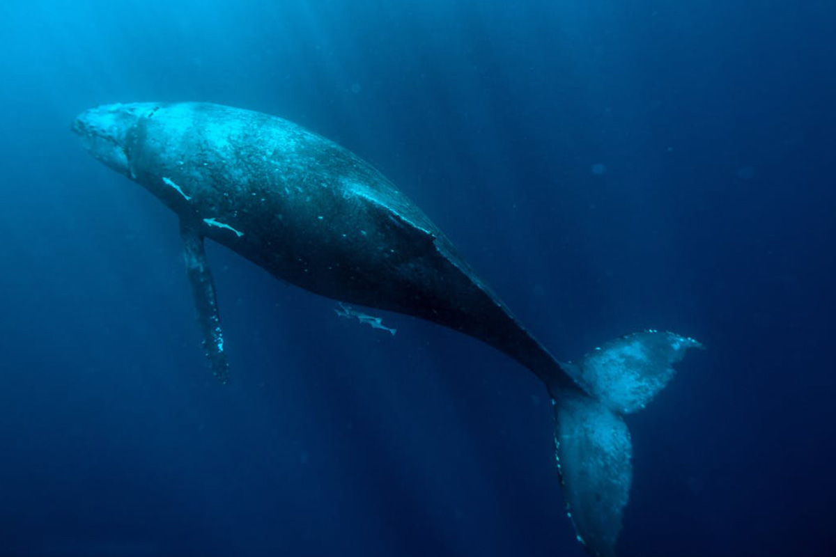 Blue Whale